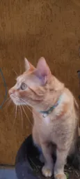 Simba