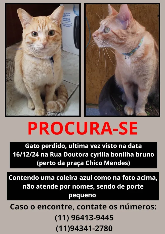 Gato ra a SRD-ViraLata idade 2 anos nome Simba 