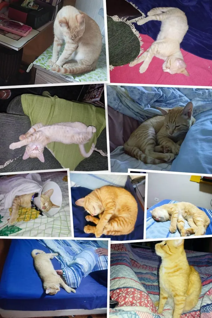 Gato ra a SRD-ViraLata idade 2 anos nome Simba 