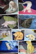 Simba