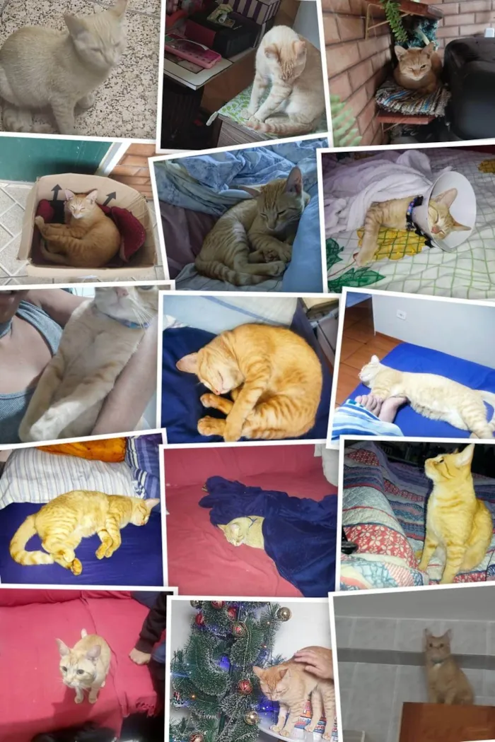Gato ra a SRD-ViraLata idade 2 anos nome Simba 