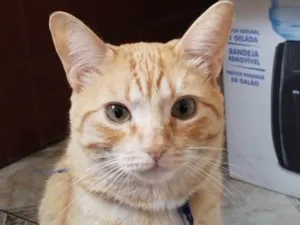 Gato raça SRD-ViraLata idade 2 anos nome Simba 