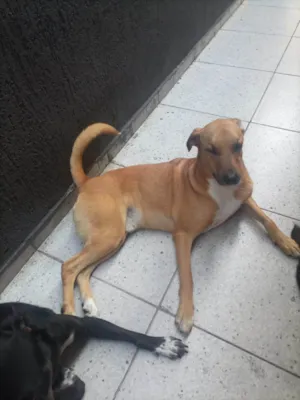Cachorro raça SRD-ViraLata idade 4 anos nome APOLO