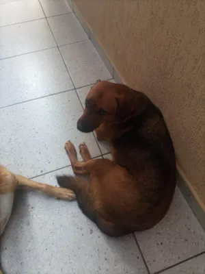 Cachorro raça SRD-ViraLata idade 4 anos nome JOHNY