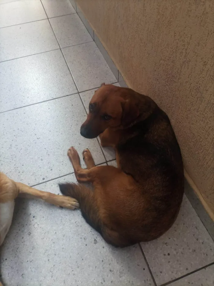 Cachorro ra a SRD-ViraLata idade 4 anos nome JOHNY