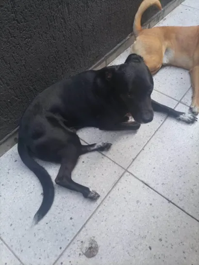 Cachorro raça SRD-ViraLata idade 4 anos nome MAX