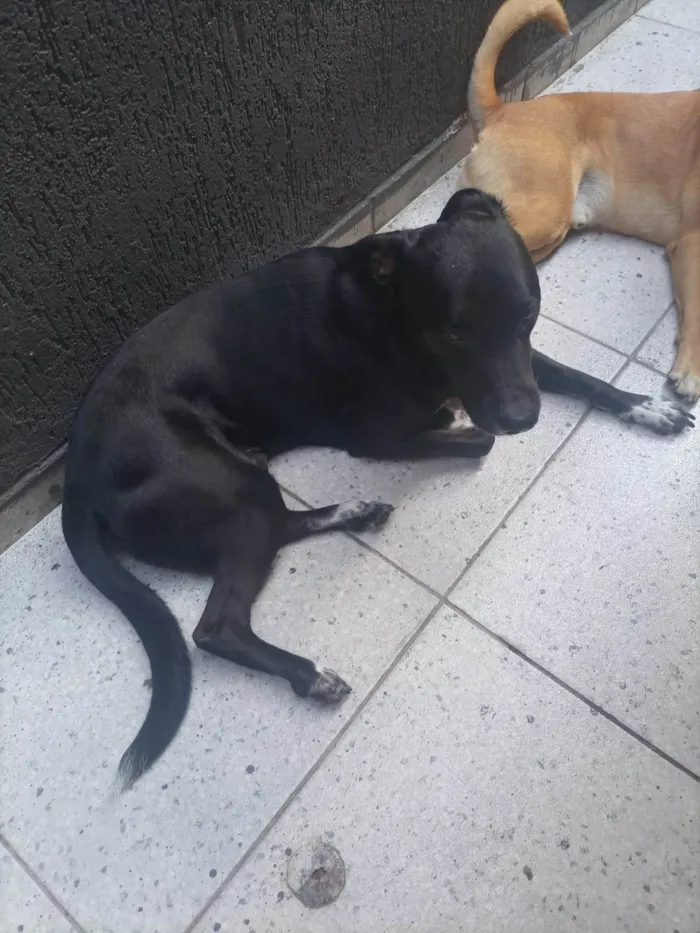 Cachorro ra a SRD-ViraLata idade 4 anos nome MAX