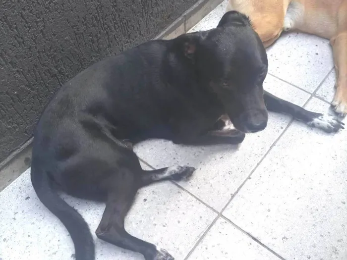 Cachorro ra a SRD-ViraLata idade 4 anos nome MAX