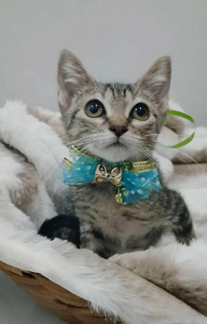 Gato ra a SRD-ViraLata idade 2 a 6 meses nome TIGER