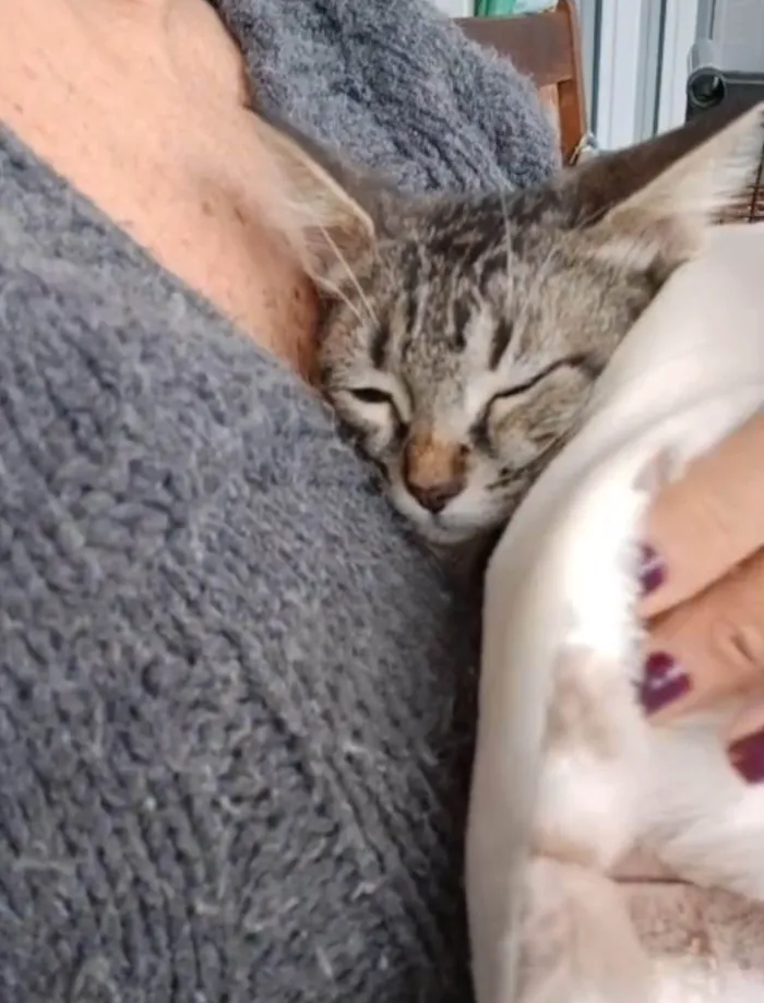 Gato ra a SRD-ViraLata idade 2 a 6 meses nome TIGER