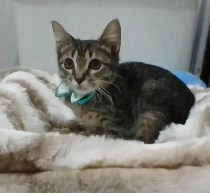 Gato ra a SRD-ViraLata idade 2 a 6 meses nome TIGER