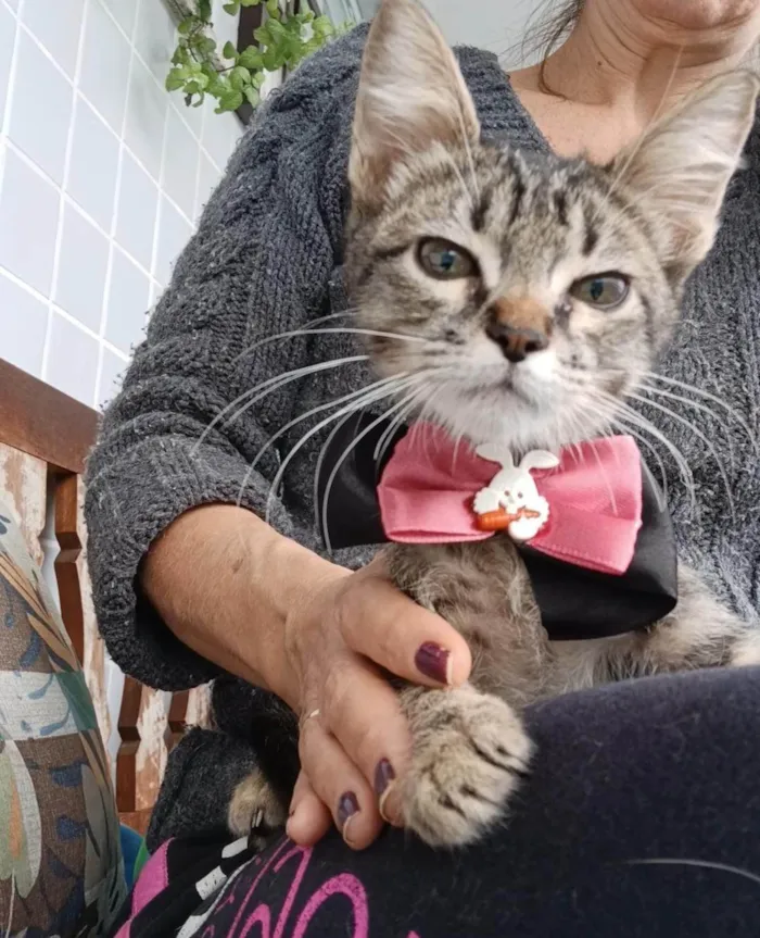 Gato ra a SRD-ViraLata idade 2 a 6 meses nome TIGER