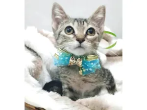 Gato raça SRD-ViraLata idade 2 a 6 meses nome TIGER