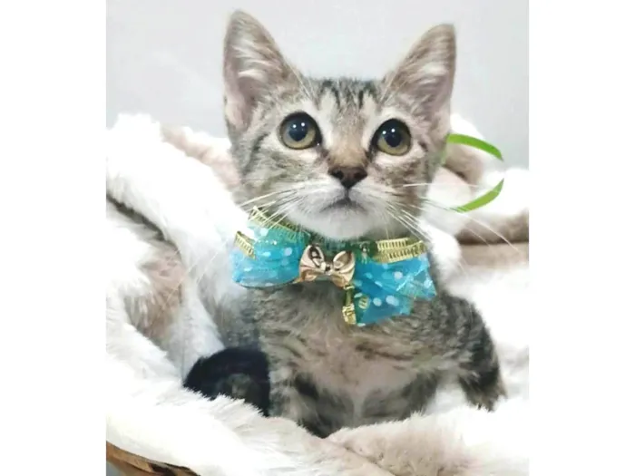Gato ra a SRD-ViraLata idade 2 a 6 meses nome TIGER