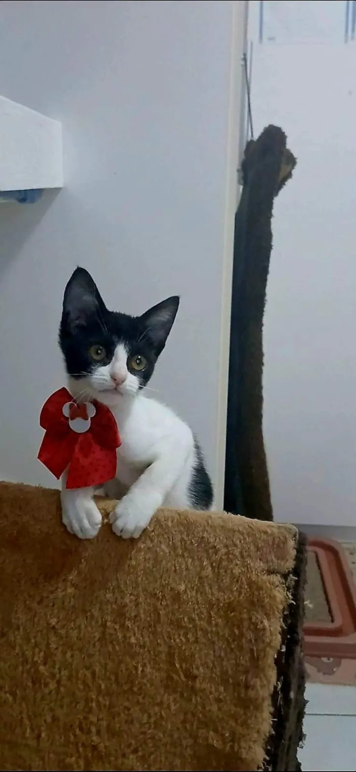Gato ra a SRD-ViraLata idade 2 a 6 meses nome AYLA