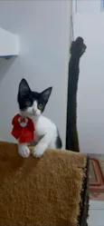 AYLA