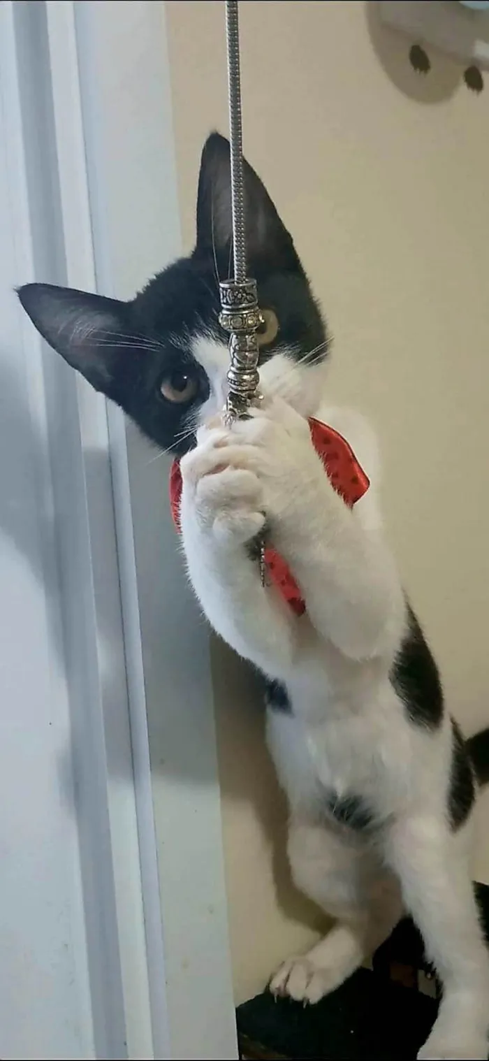 Gato ra a SRD-ViraLata idade 2 a 6 meses nome AYLA
