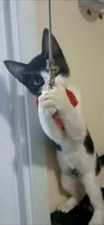 AYLA