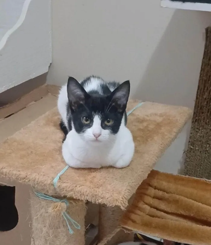 Gato ra a SRD-ViraLata idade 2 a 6 meses nome AYLA