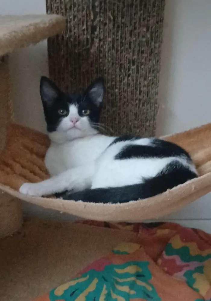 Gato ra a SRD-ViraLata idade 2 a 6 meses nome AYLA