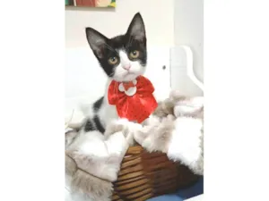 Gato raça SRD-ViraLata idade 2 a 6 meses nome AYLA