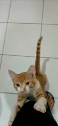 HUGO