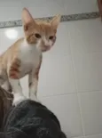 HUGO