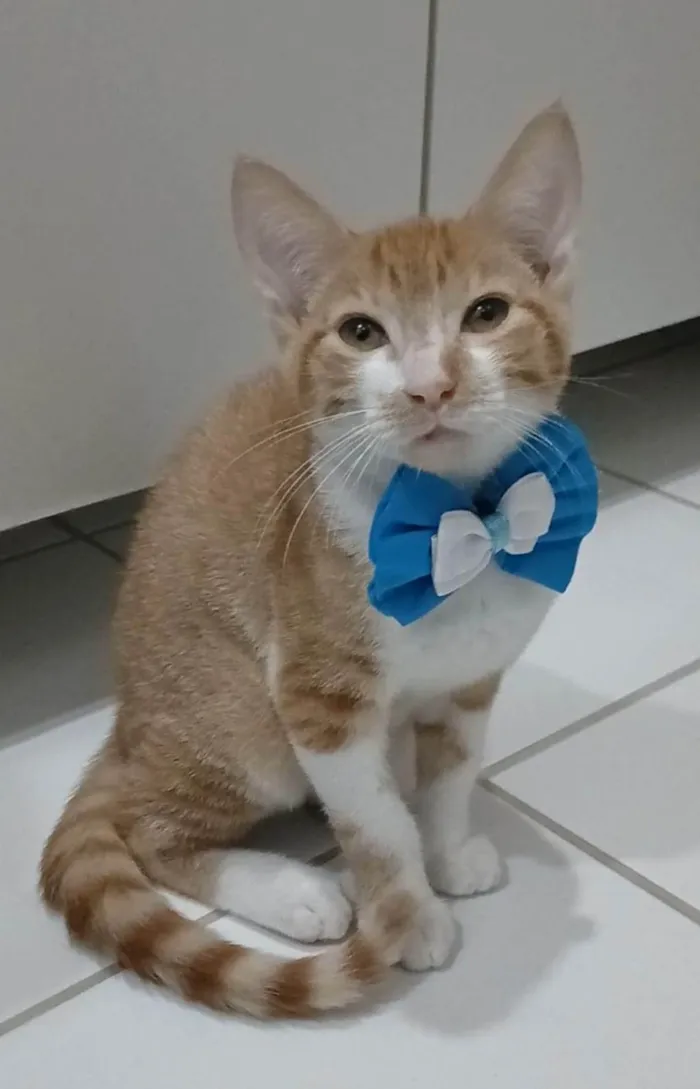 Gato ra a SRD-ViraLata idade 2 a 6 meses nome HUGO