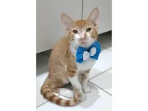 Gato raça SRD-ViraLata idade 2 a 6 meses nome HUGO
