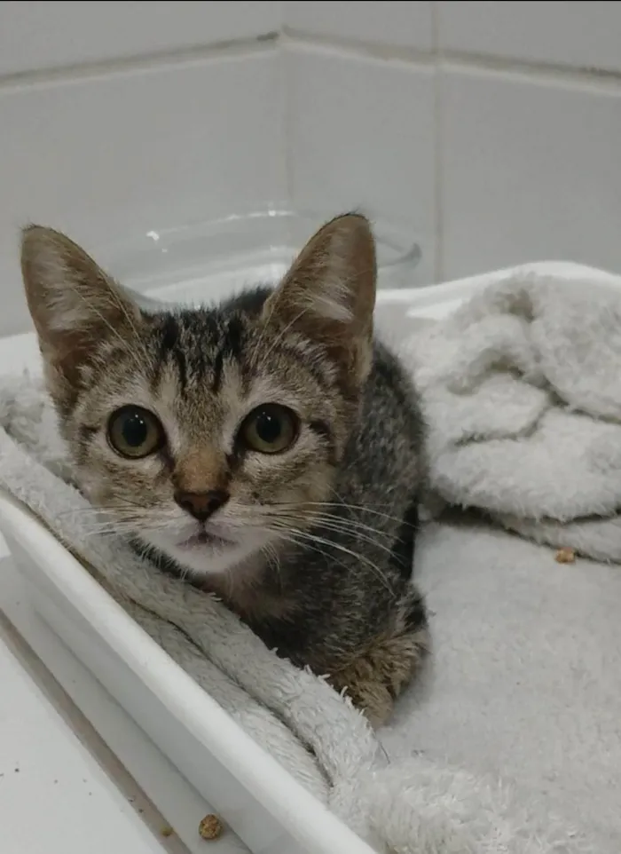Gato ra a SRD-ViraLata idade 2 a 6 meses nome TYNA