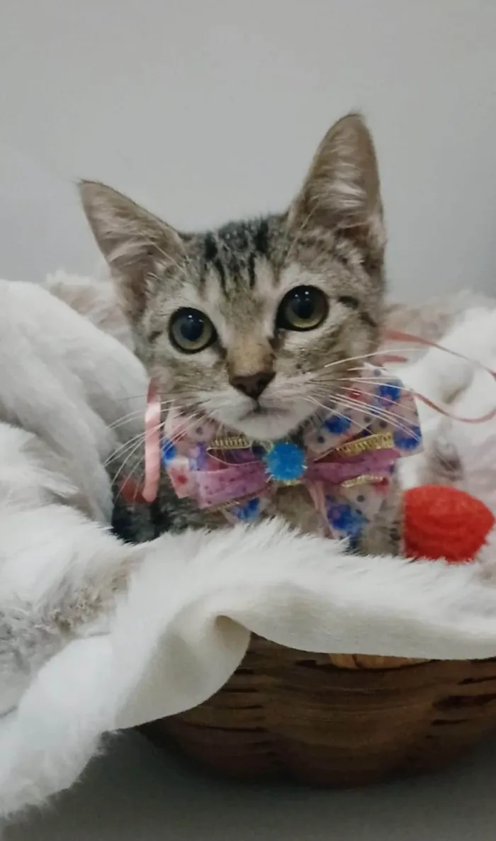 Gato ra a SRD-ViraLata idade 2 a 6 meses nome TYNA