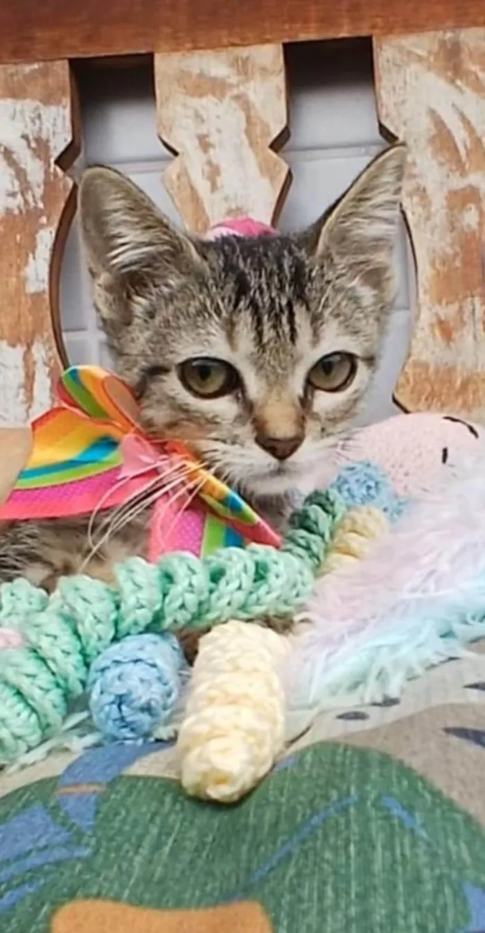 Gato ra a SRD-ViraLata idade 2 a 6 meses nome TYNA