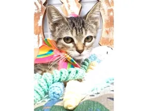Gato raça SRD-ViraLata idade 2 a 6 meses nome TYNA