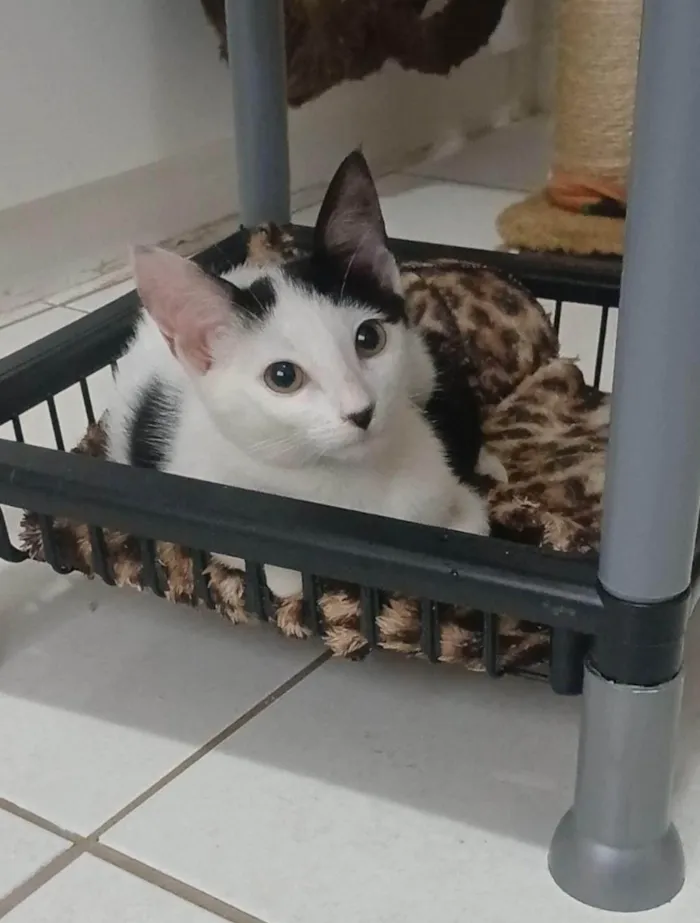 Gato ra a SRD-ViraLata idade 2 a 6 meses nome ARIEL 