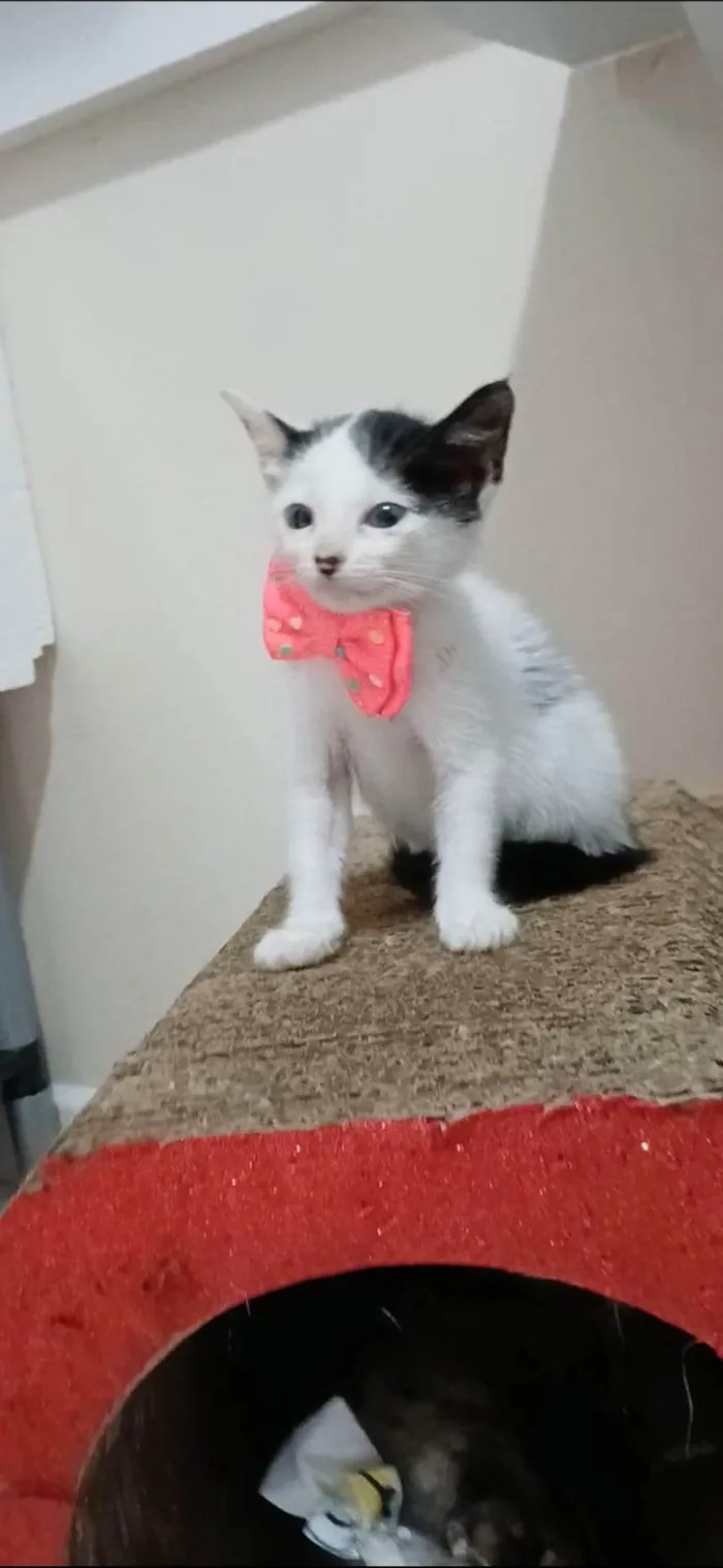 Gato ra a SRD-ViraLata idade 2 a 6 meses nome ARIEL 