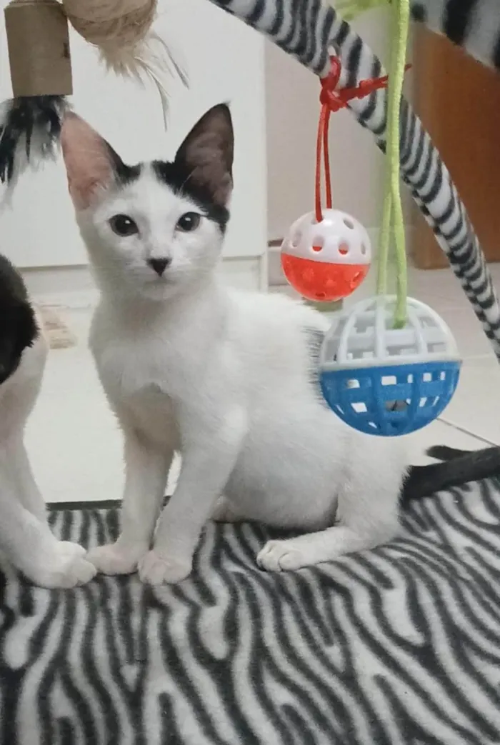 Gato ra a SRD-ViraLata idade 2 a 6 meses nome ARIEL 