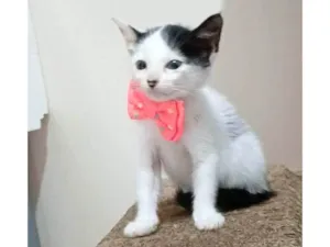 Gato raça SRD-ViraLata idade 2 a 6 meses nome ARIEL 