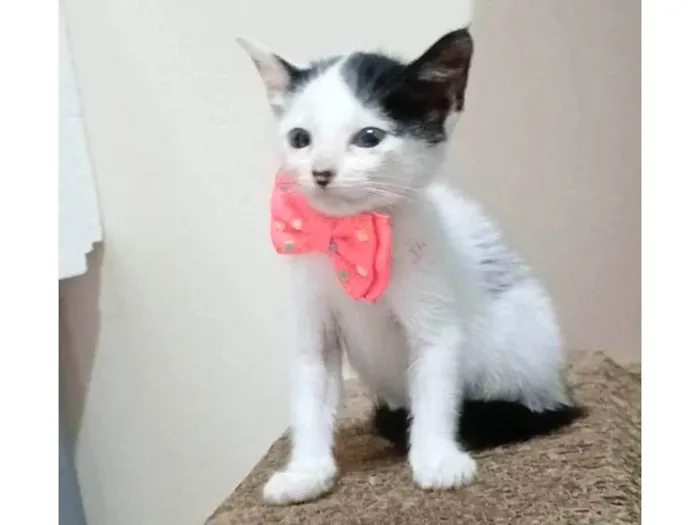 Gato ra a SRD-ViraLata idade 2 a 6 meses nome ARIEL 