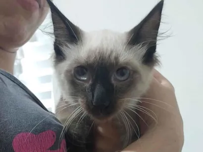 Gato raça Siamês idade 2 a 6 meses nome Lokis 