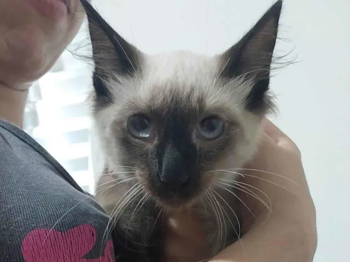 Gato ra a Siamês idade 2 a 6 meses nome Lokis 
