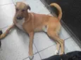 APOLO
