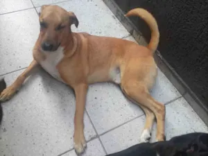 Cachorro raça SRD-ViraLata idade 4 anos nome APOLO