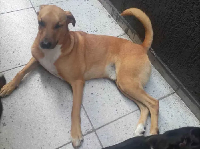 Cachorro ra a SRD-ViraLata idade 4 anos nome APOLO