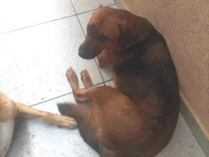 Cachorro raça SRD-ViraLata idade 4 anos nome JOHNY
