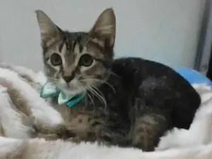 Gato raça SRD-ViraLata idade 2 a 6 meses nome TIGER