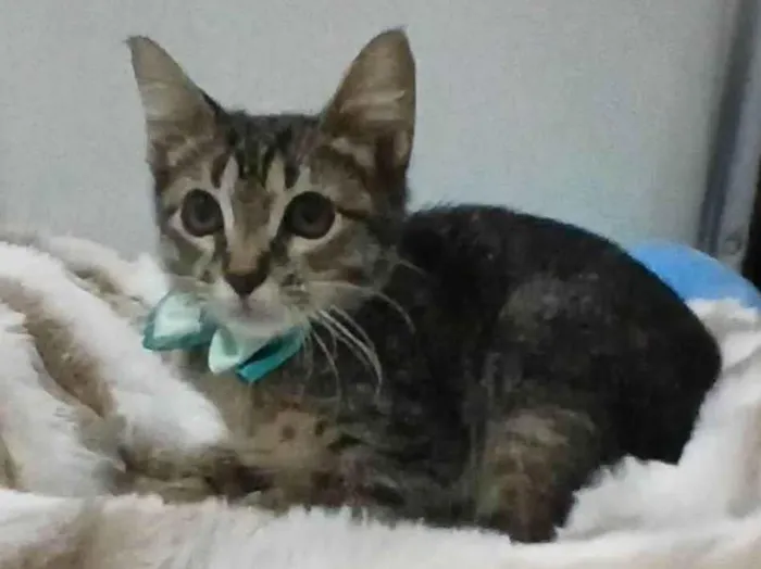 Gato ra a SRD-ViraLata idade 2 a 6 meses nome TIGER