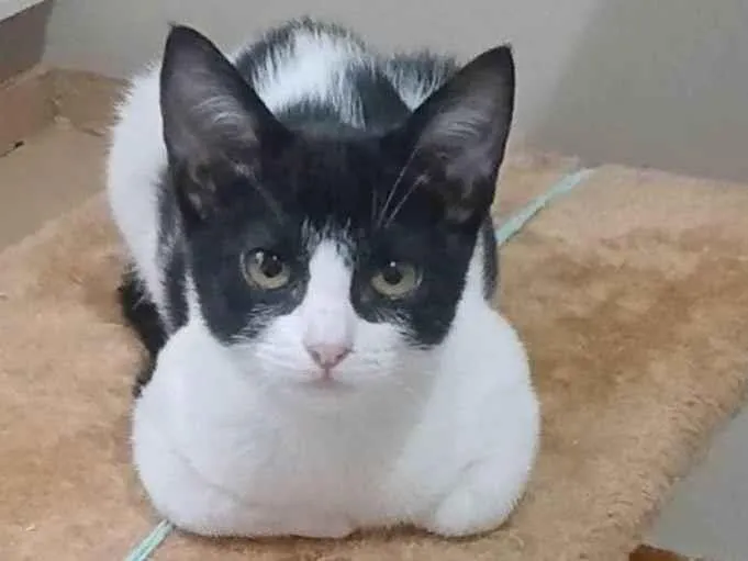 Gato ra a SRD-ViraLata idade 2 a 6 meses nome AYLA