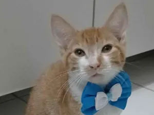 Gato raça SRD-ViraLata idade 2 a 6 meses nome HUGO