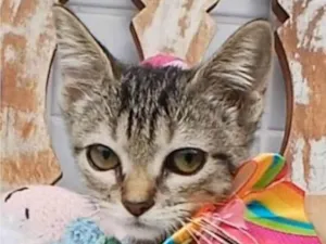 Gato raça SRD-ViraLata idade 2 a 6 meses nome TYNA