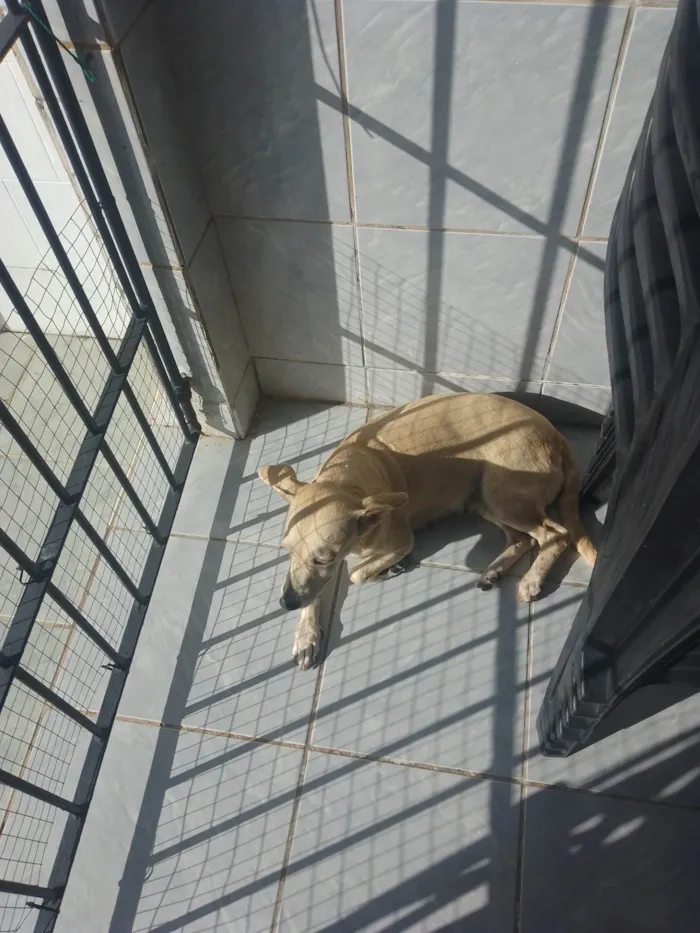 Cachorro ra a SRD-ViraLata idade 6 ou mais anos nome Mel